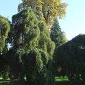 Sophora japonica 'Pendula' Trianon